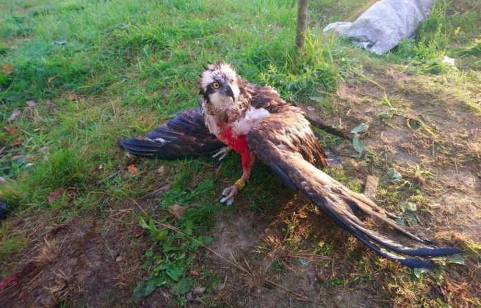 На Прикарпатті браконьєри вбили рідкісного птаха з Червоної книги