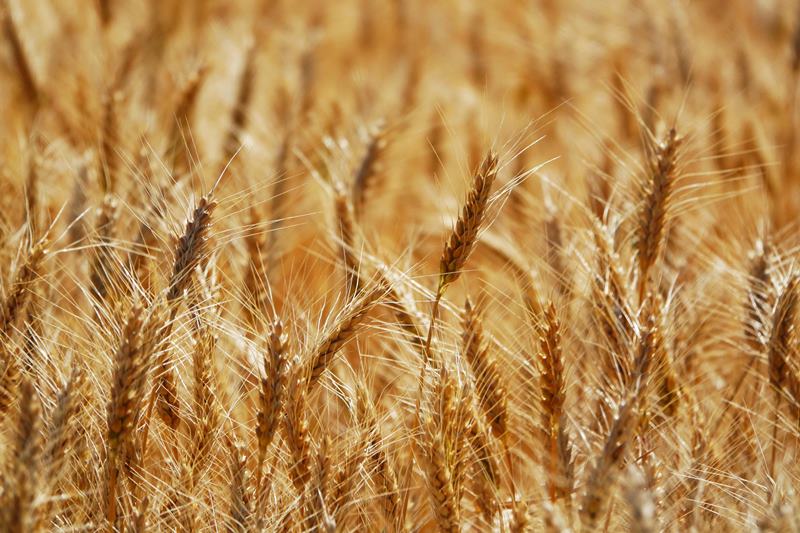 Україна експортуватиме більше 60 млн тонн зерна