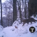 Червонокнижного лісового кота зафіксували фотопастки у Сколівських Бескидах (фото) - 3