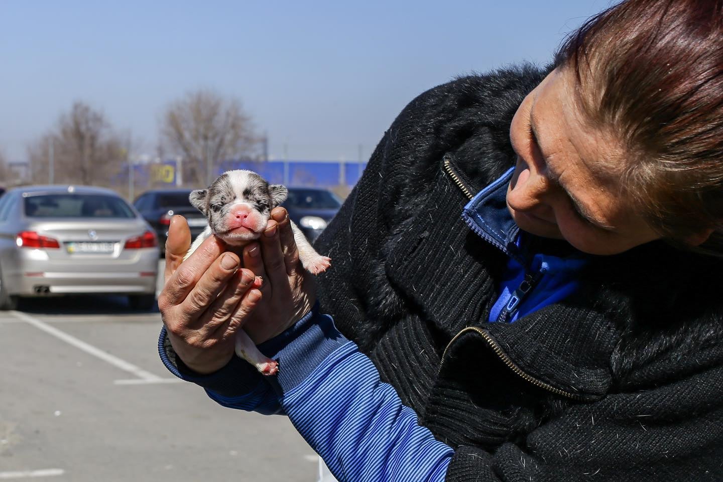 Жінці вдалося вивезти 50 собак зі знищеного Маріуполя (фото) - 2