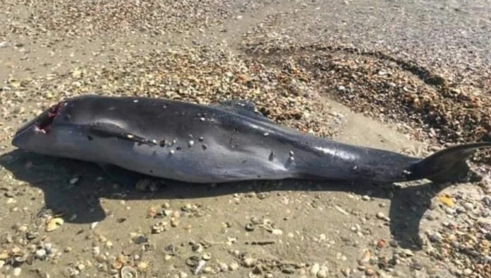 Рашисти «денацифікують» дельфінів Чорного моря