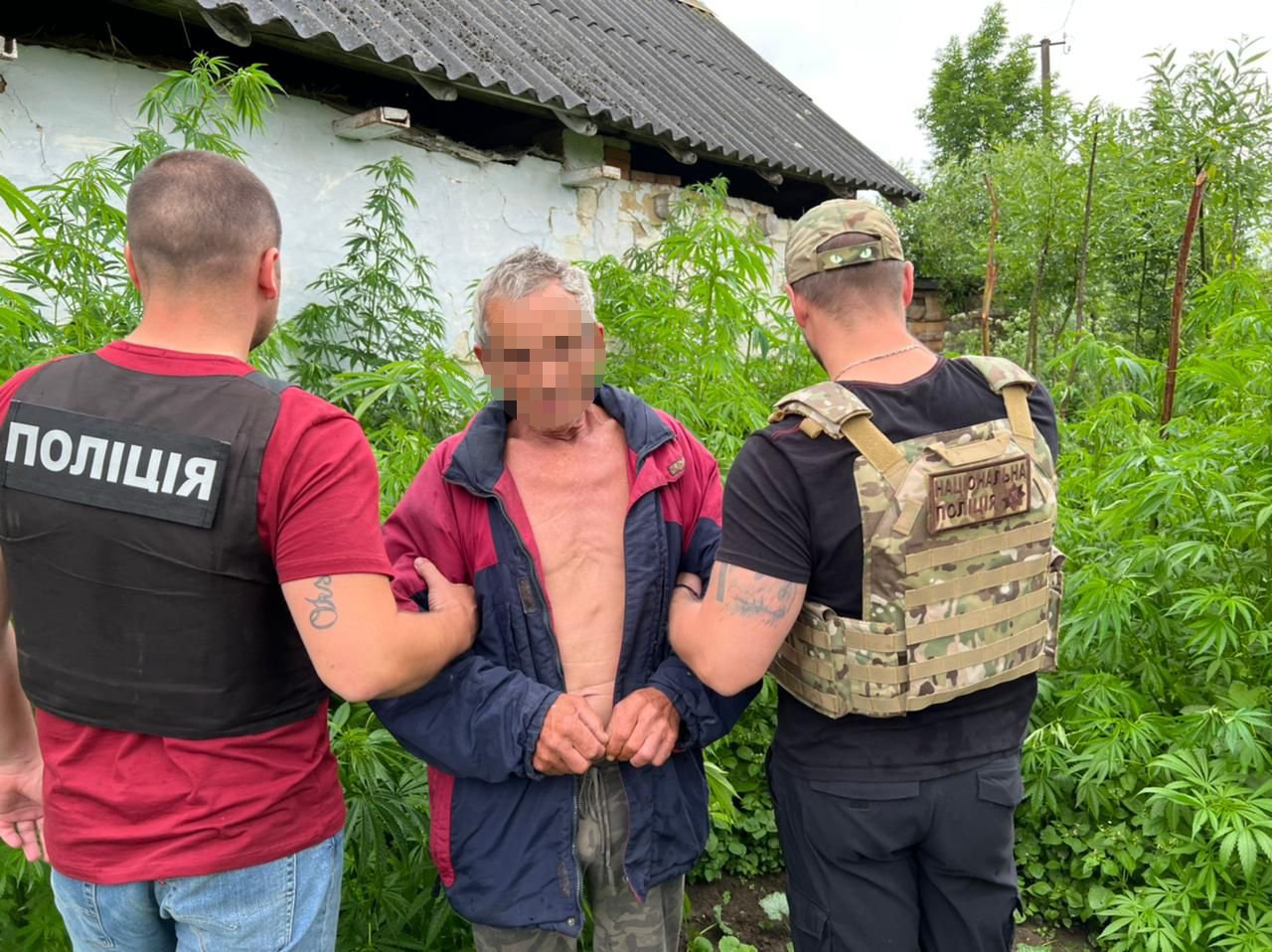На Стрийщині 66-річний чоловік вирощував марихуану біля дому та торгував наркотиками