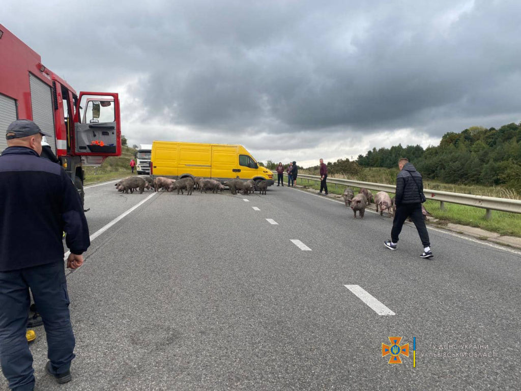 У Золочівському районі загорілася вантажівка, в якій перевозили 170 свиней - 2