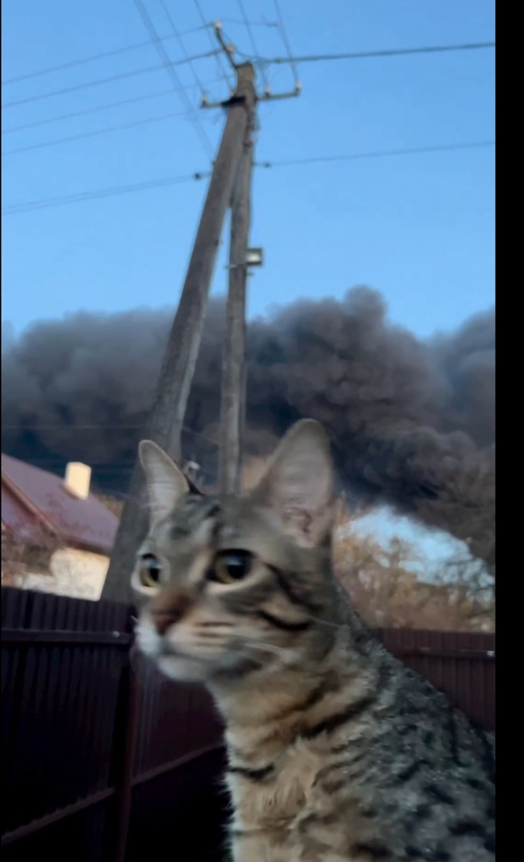 Кіт-блогер Степан показав кадри ракетного удару по Львову ( відео)