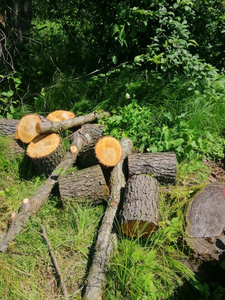 На Львівщині незаконно вирубали дерева на полезахисних смугах та в парку - 2