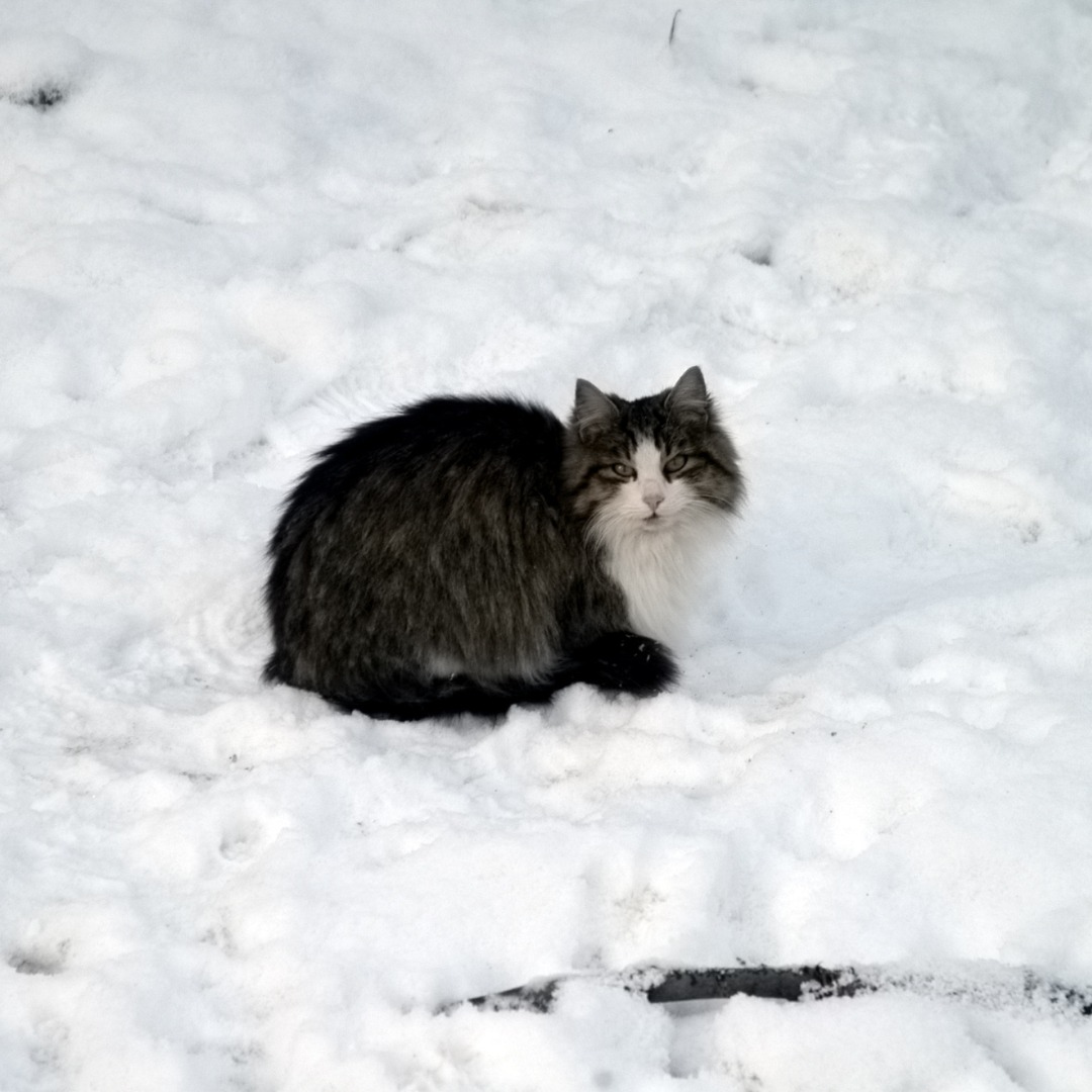 кіт взимку
