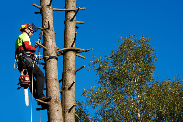 Arborist at work