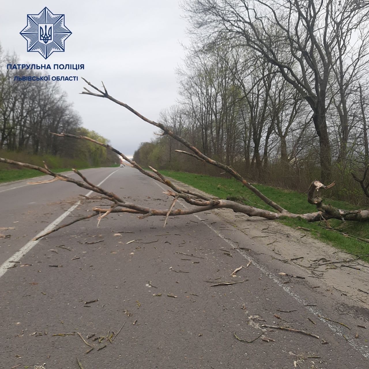 На автодорозі М-09 Тернопіль — Львів — Рава–Руська в селі Куликів, на дорогу впало дерево.