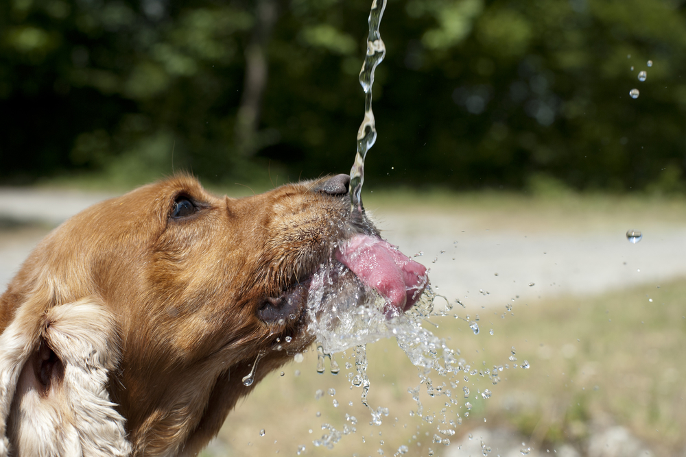 собака п'є воду під час спеки