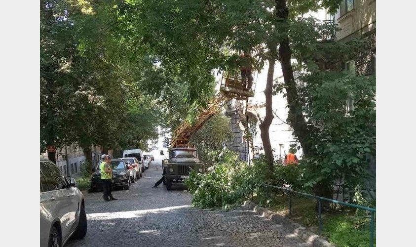 У Личаківському районі стартувала санітарна обрізка дерев