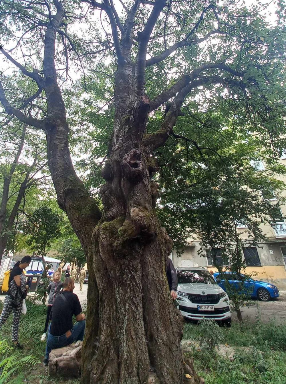 У Львові розширили перелік особливо цінних дерев: додали ясени, черешні, дуби та гінкго - 2