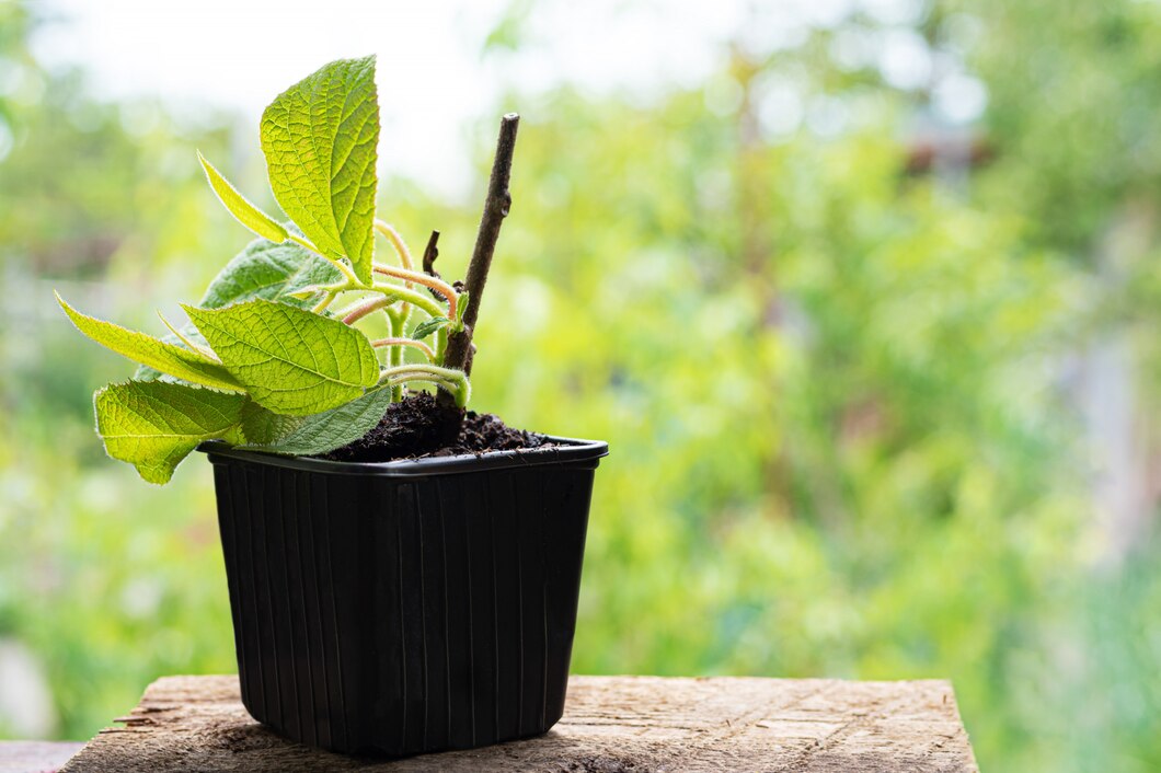 peony-plant-seedling-plastic-pot-with-natural-soil_127675-2869