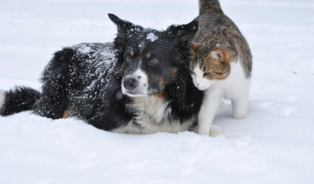 безпритульні тварини взимку
