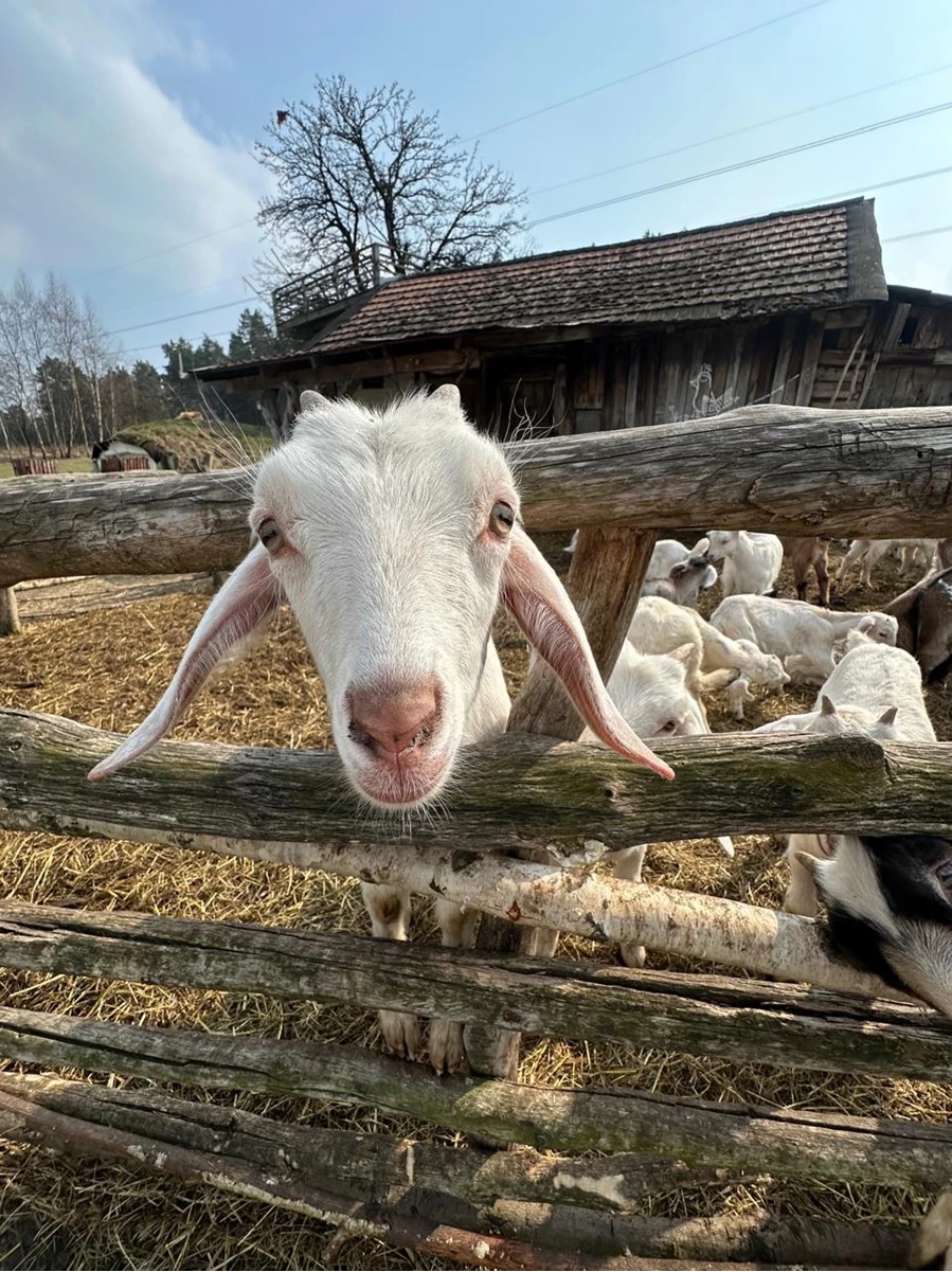 «Cozy farm» на Львівщині: де сімейне фермерство поєднується з екотуризмом - 2