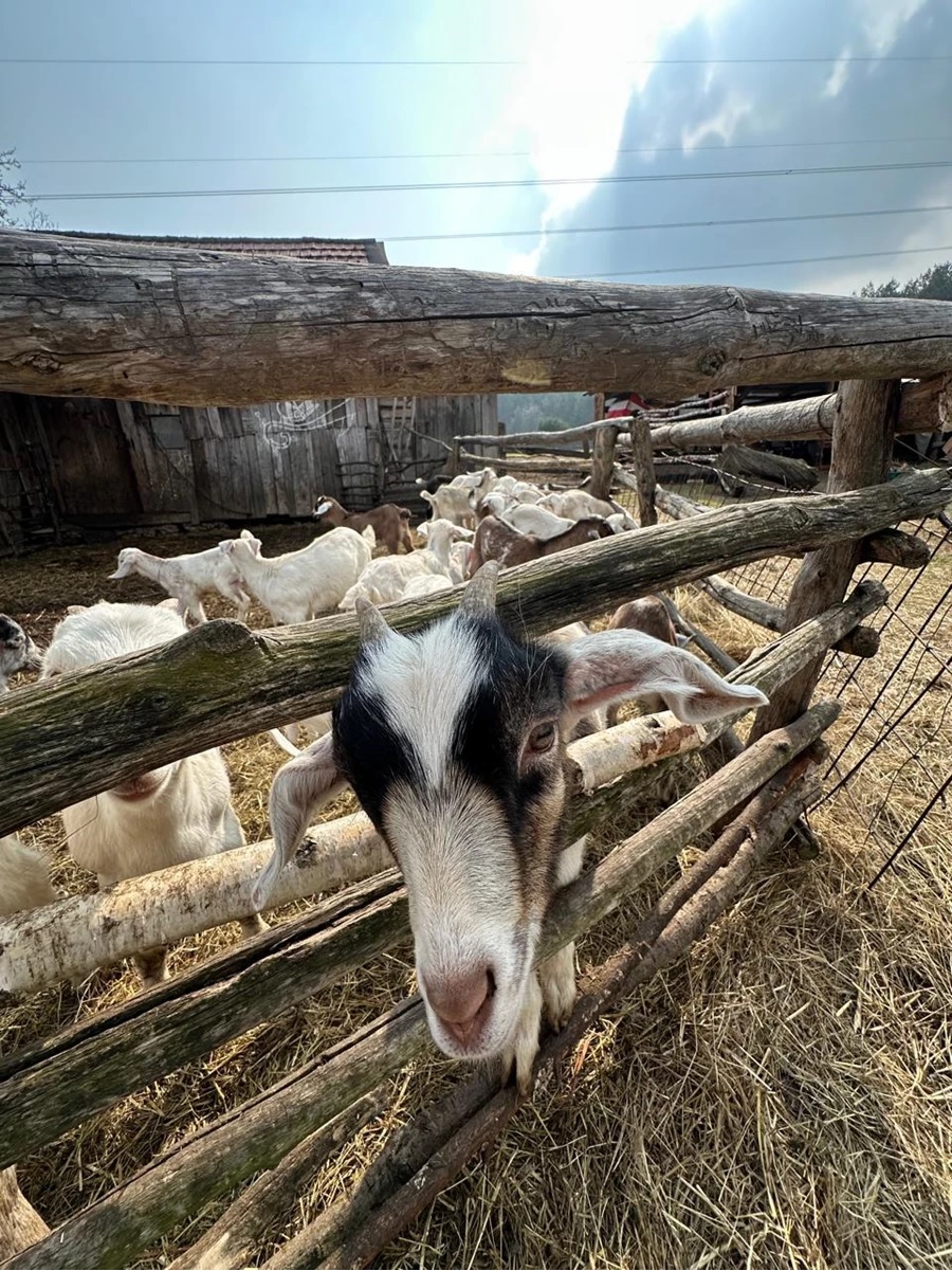 «Cozy farm» на Львівщині: де сімейне фермерство поєднується з екотуризмом - 3
