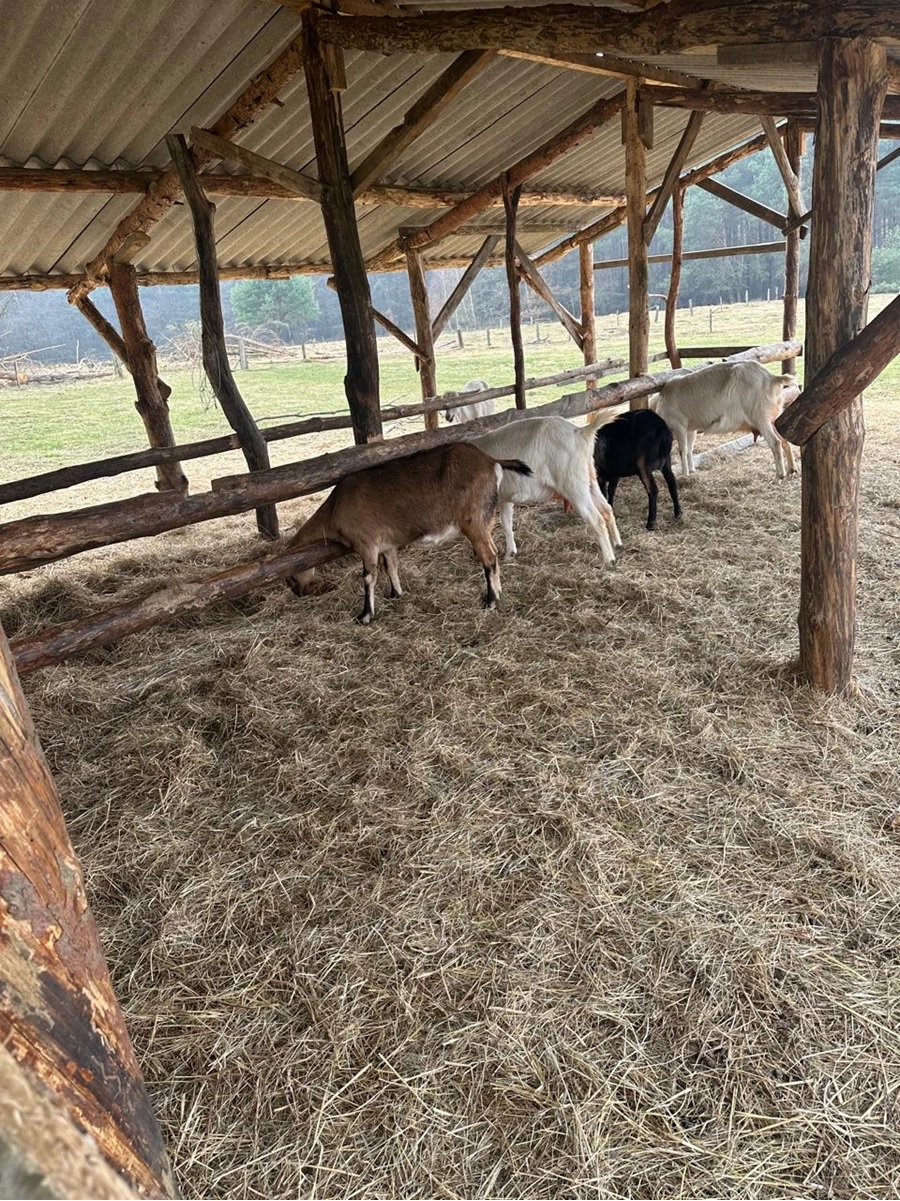 «Cozy farm» на Львівщині: де сімейне фермерство поєднується з екотуризмом - 4