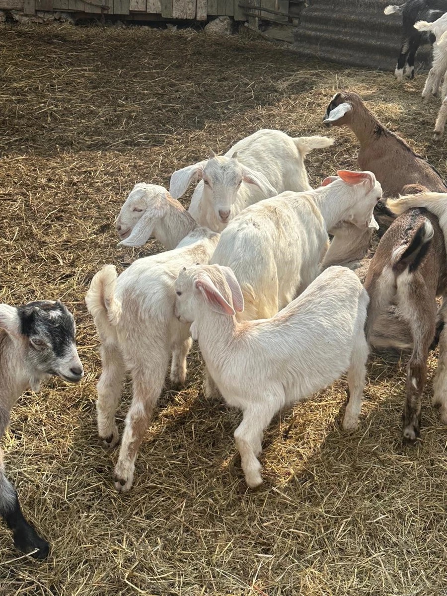 «Cozy farm» на Львівщині: де сімейне фермерство поєднується з екотуризмом - 5