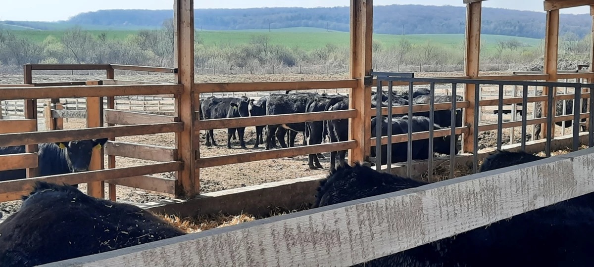 На Львівщині збільшується кількість племінних господарств - 8