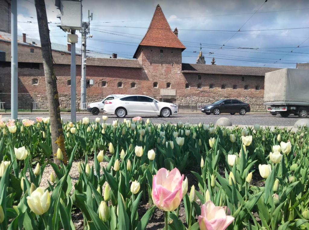 Де у Львові можна побачити цвітіння крокусів, тюльпанів та магнолій: перелік локацій - 2