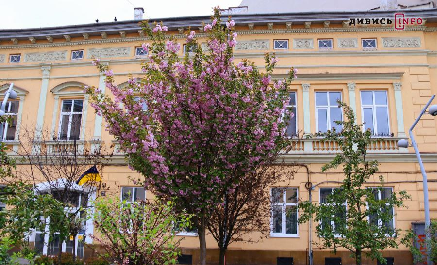 Де побачити сакури у Львові: фото з локацій - 2