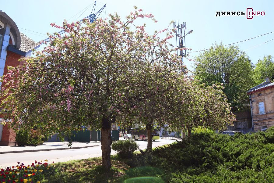 Де побачити сакури у Львові: фото з локацій - 7