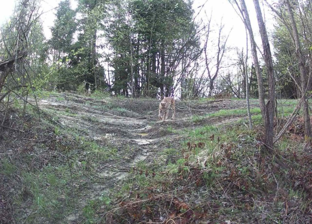 На Львівщині зафіксували хижака, занесеного до Червоної книги - 2