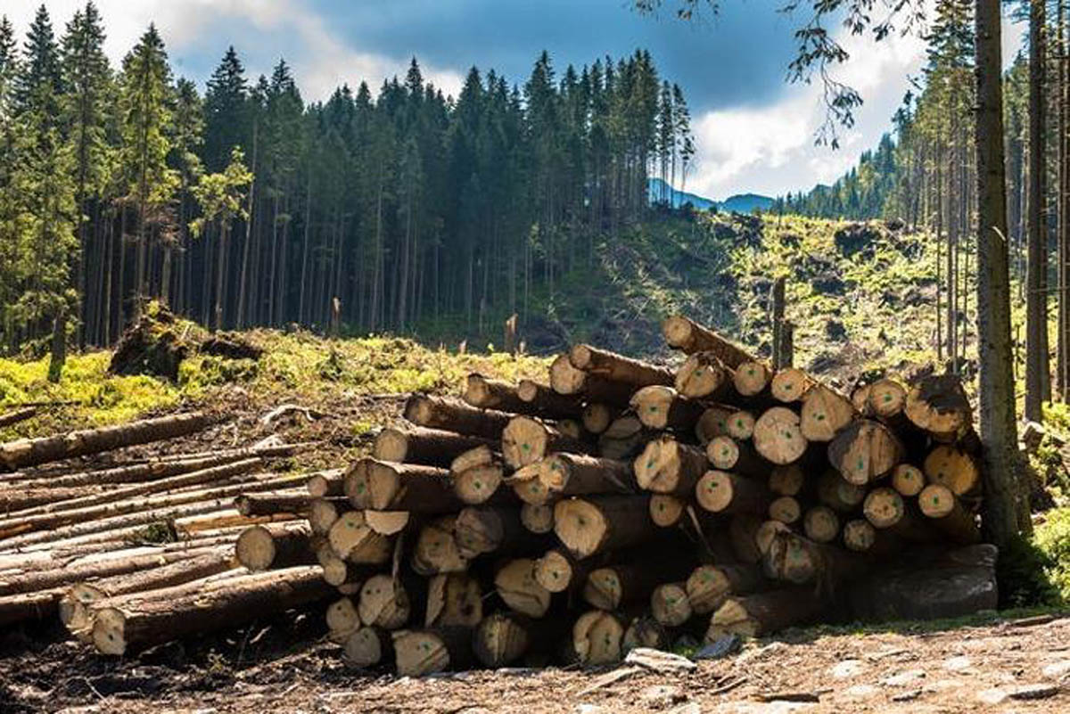 вирубка лісу