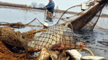 Де можна рибалити на Львівщині та як карають за незаконний вилов — управління - 6