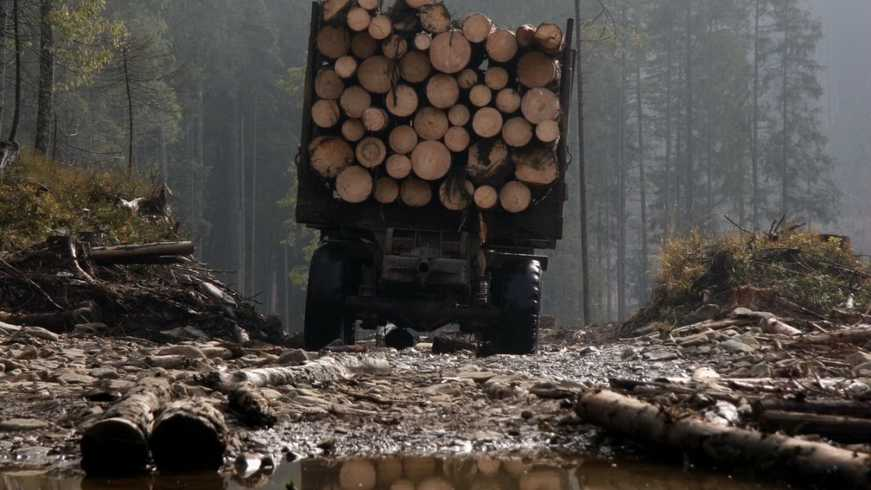 Лісова галузь Львівщини: які є проблеми що варто змінити - 11