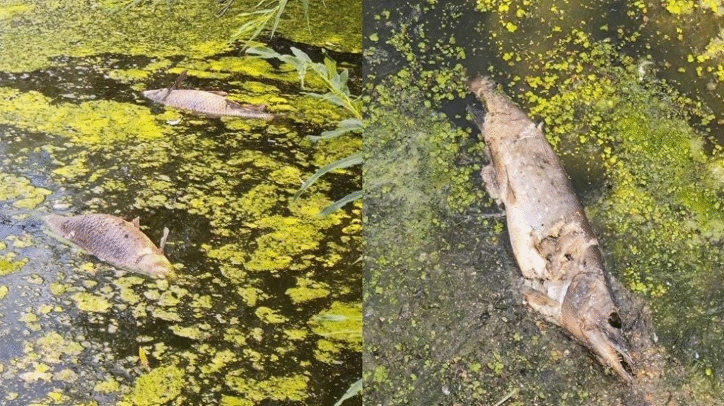 Сильні та слабкі сторони водних ресурсів у Львові: що загрожує зникненню води в місті - 8