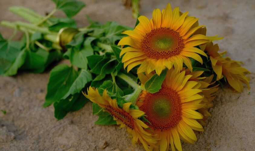 sunflower1-a5294708