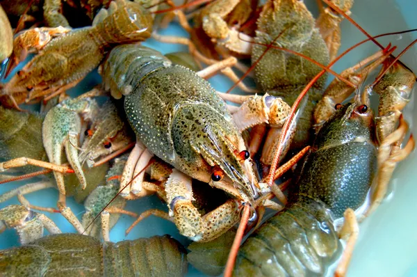 раки
