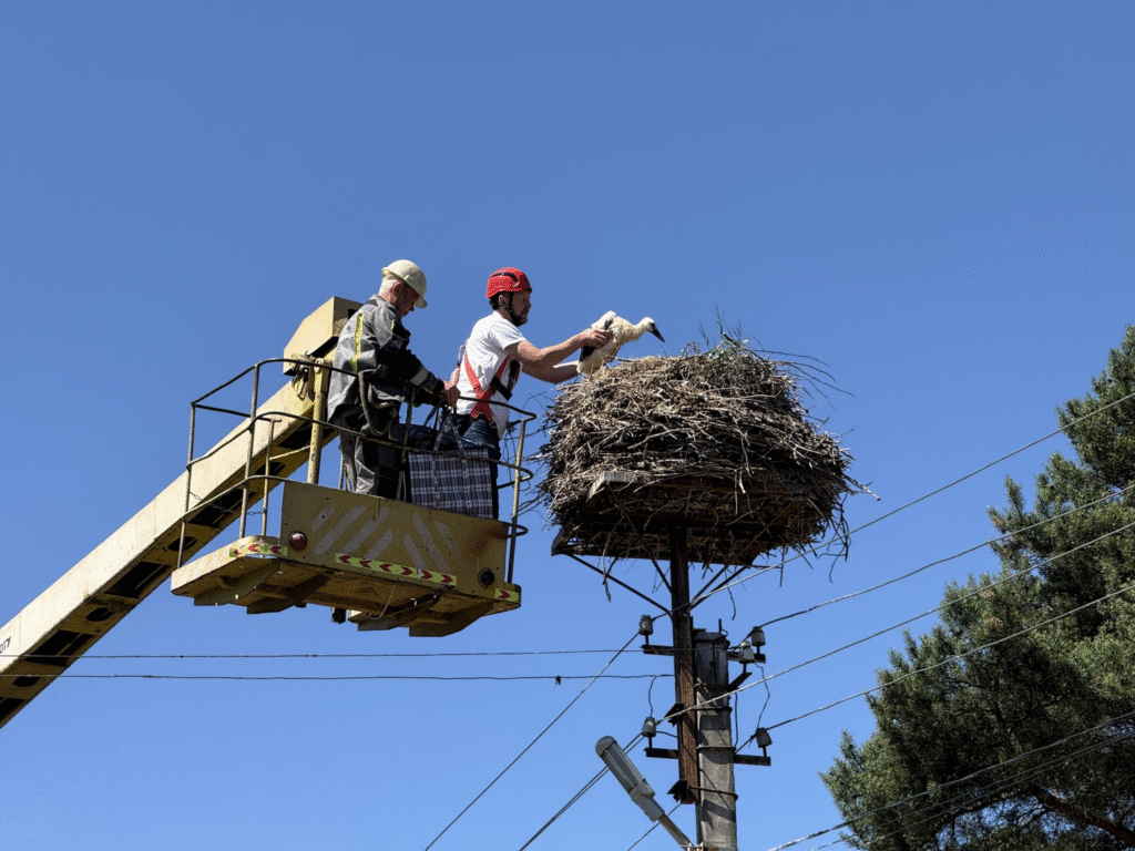 Металеві платформи та охоронні зони, або Як українські науковці намагаються вберегти популяцію лелек - 8