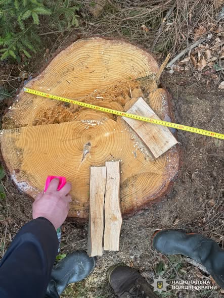 У Львівській області підприємця підозрюють у незаконній вирубці лісу та захопленні землі - 2