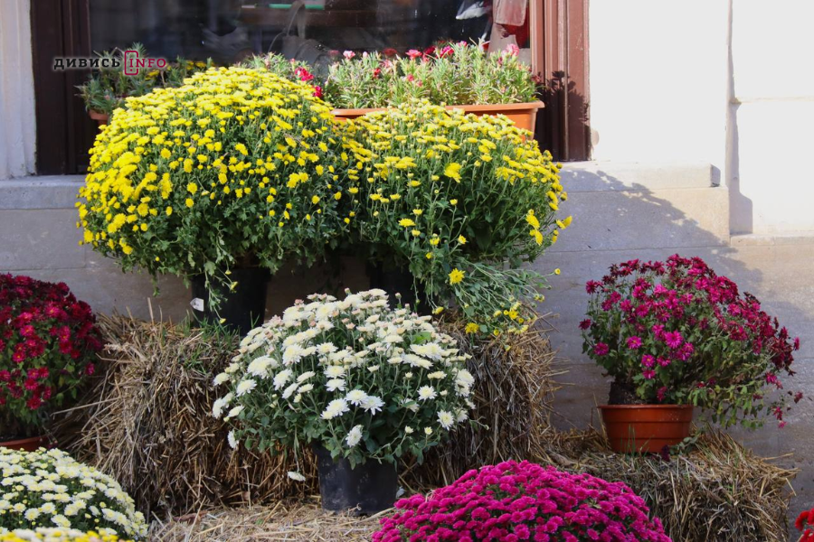 Де у центрі Львова шукати осінню атмосферу: добірка локацій для фото - 8