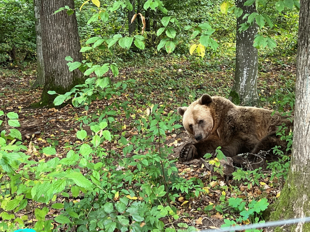 Печери, монастир та 1000-річний дуб: куди поїхати на Львівщині - 9