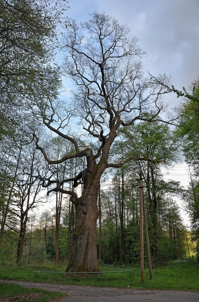 Печери, монастир та 1000-річний дуб: куди поїхати на Львівщині - 17