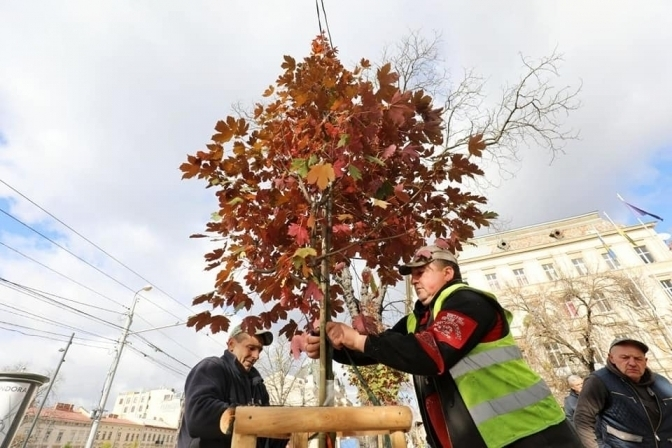 Скільки у Львові цього року зрізали та висадили нових дерев - 4