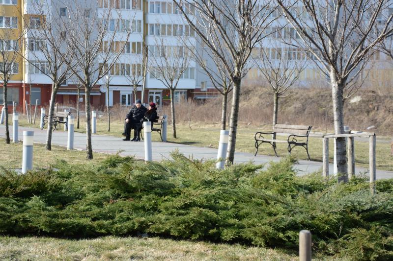 Скільки у Львові цього року зрізали та висадили нових дерев - 2