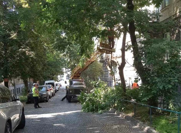 Скільки у Львові цього року зрізали та висадили нових дерев - 3