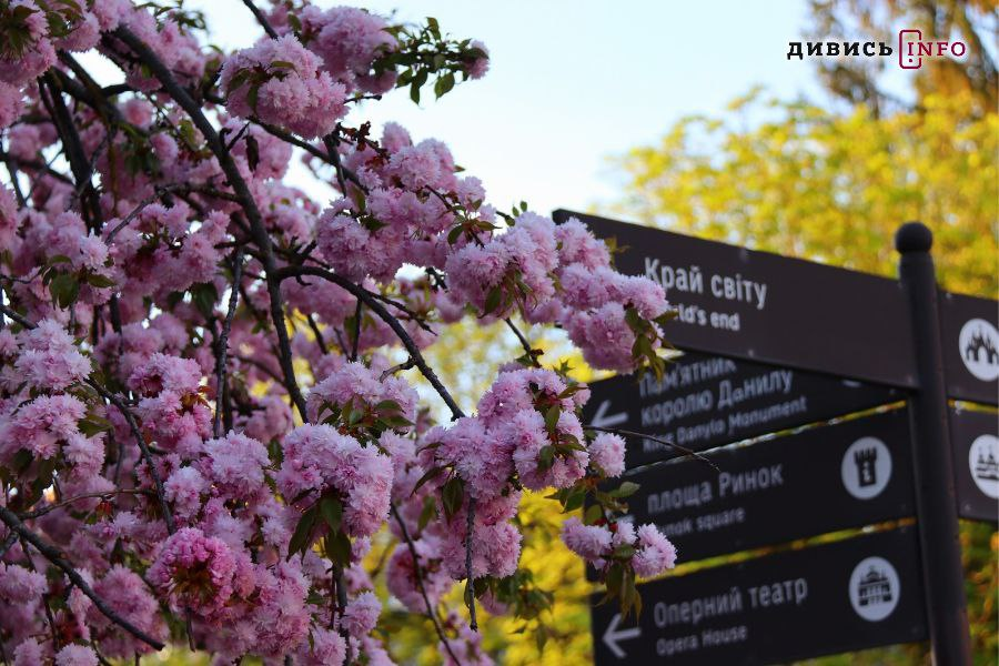 Скільки у Львові цього року зрізали та висадили нових дерев - 6