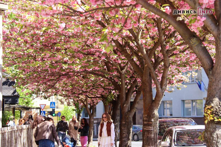 Скільки у Львові цього року зрізали та висадили нових дерев - 7