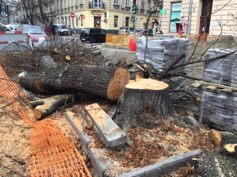 Скільки у Львові цього року зрізали та висадили нових дерев - 8