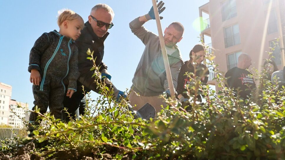Скільки у Львові цього року зрізали та висадили нових дерев - 9