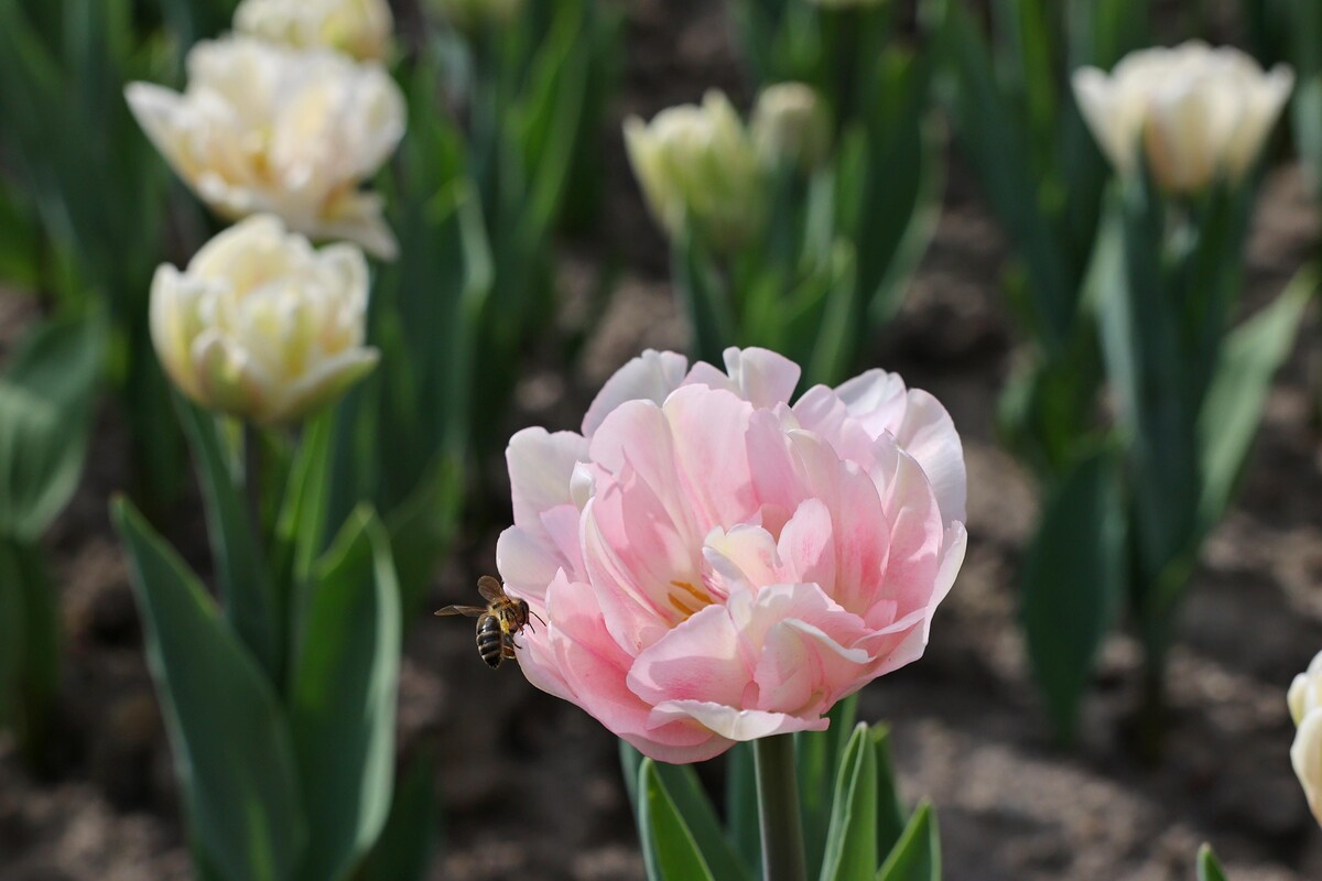 Тюльпани у Львові