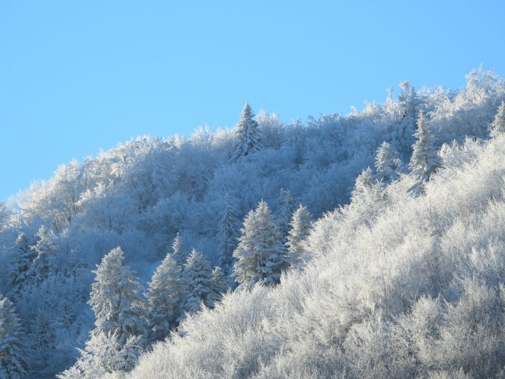 «Пункти незламності», спортивні події та відкриття різдвяної ялинки у Львові: головні новини дня - 8