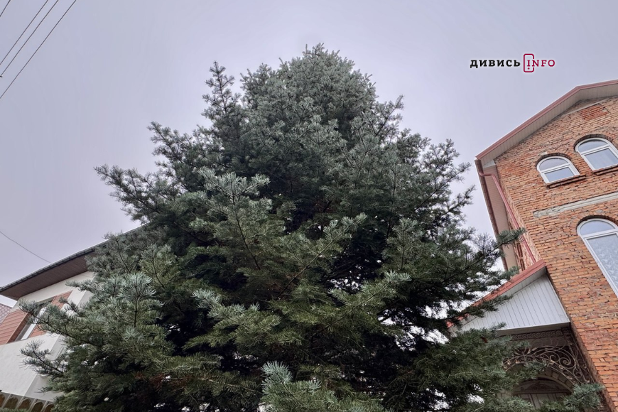 У Львові встановили головну ялинку (фото/відео) - 4