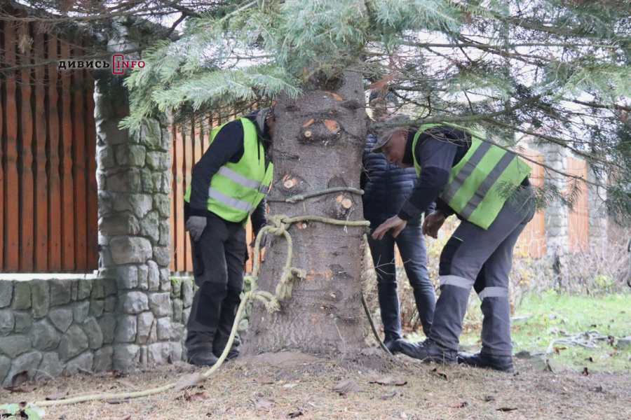 У Львові встановили головну ялинку (фото/відео) - 12