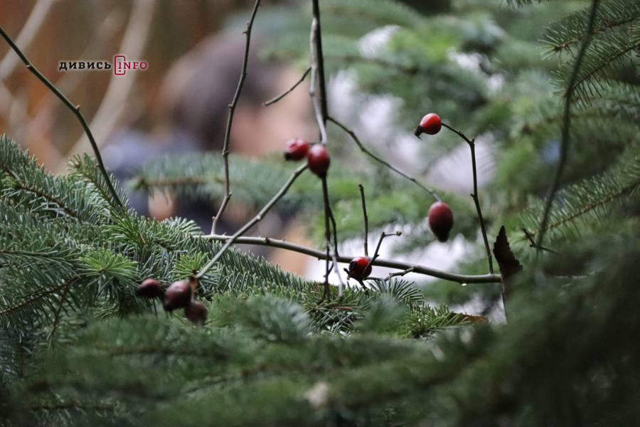У Львові встановили головну ялинку (фото/відео) - 13