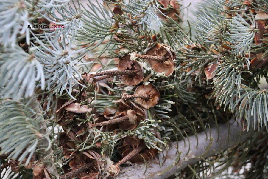 У Львові встановили головну ялинку (фото/відео) - 19